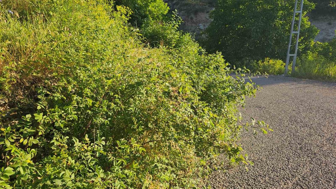 İspir’de görmezden gelinen tehlike