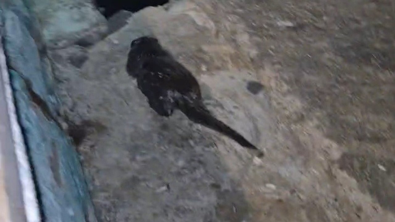 Tekirdağ’da Marmara Denizi kıyısında su samuru yavrusu görüntülendi