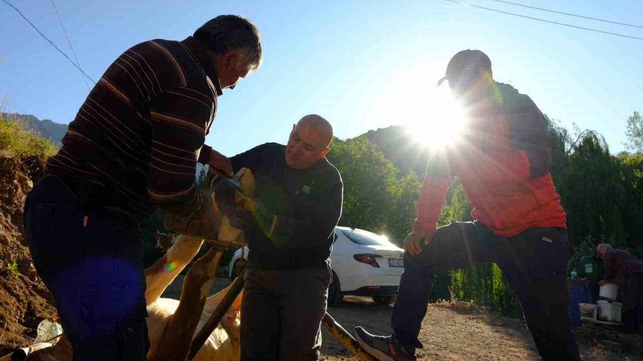 Gümüşhane’de hayvancıların yaz mesaisi başladı