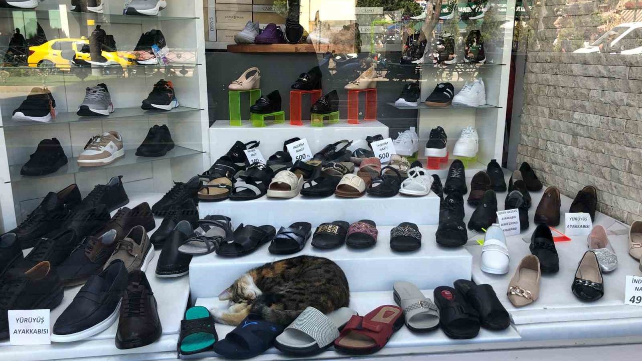 Sıcaktan bunalan kedinin çözümü görenlerin içini ısıttı