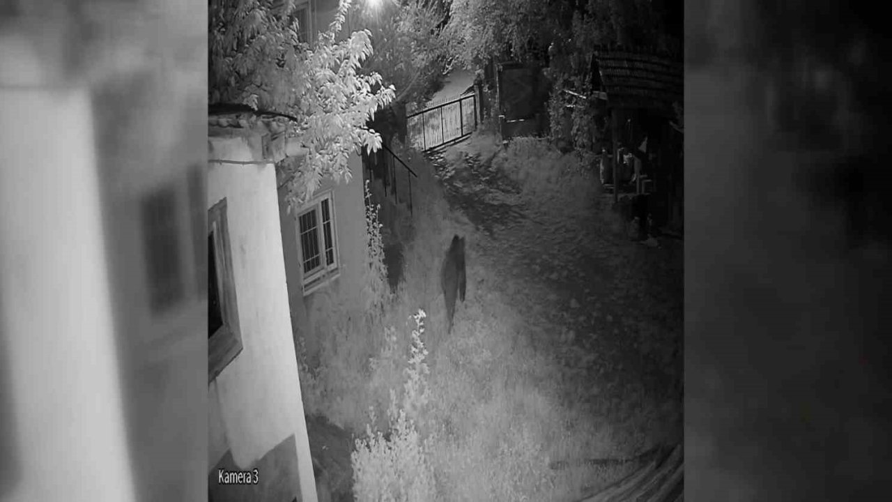 Sinop’ta evin bahçesine giren ayı kamerada