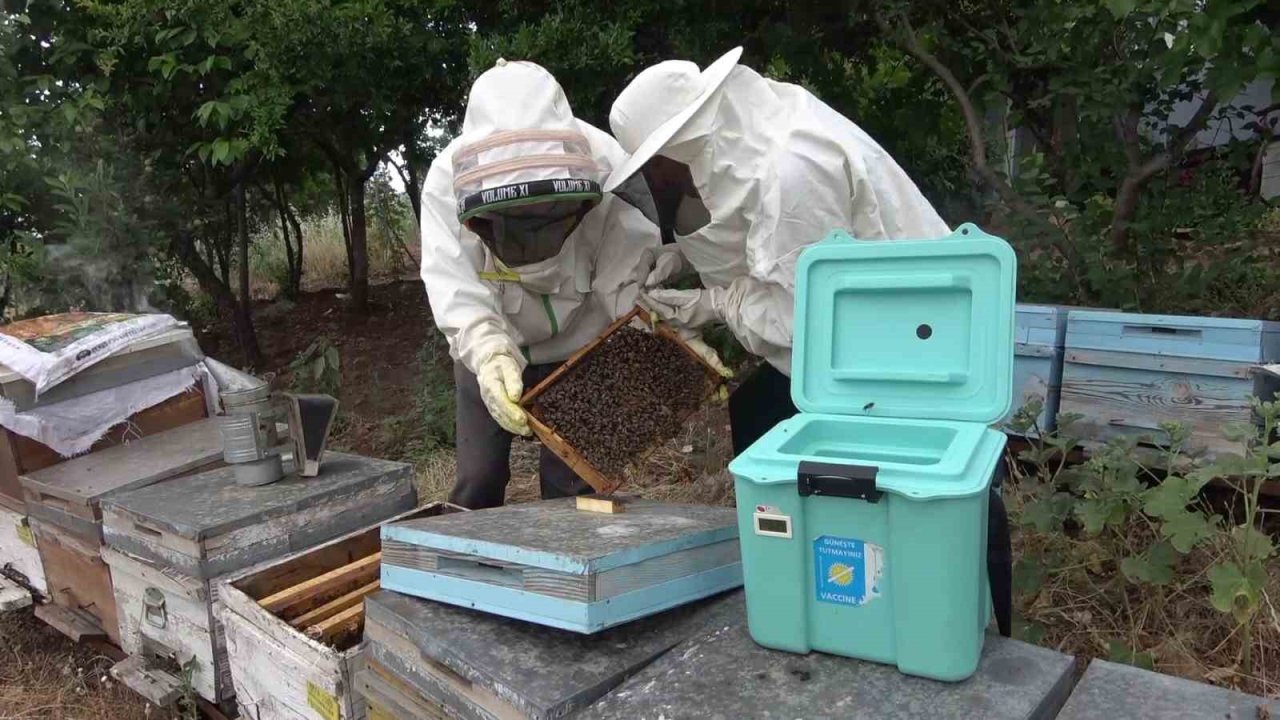 Arı sütü ineklerde kısırlığı tedavi etti, şimdi sıra insanlarda