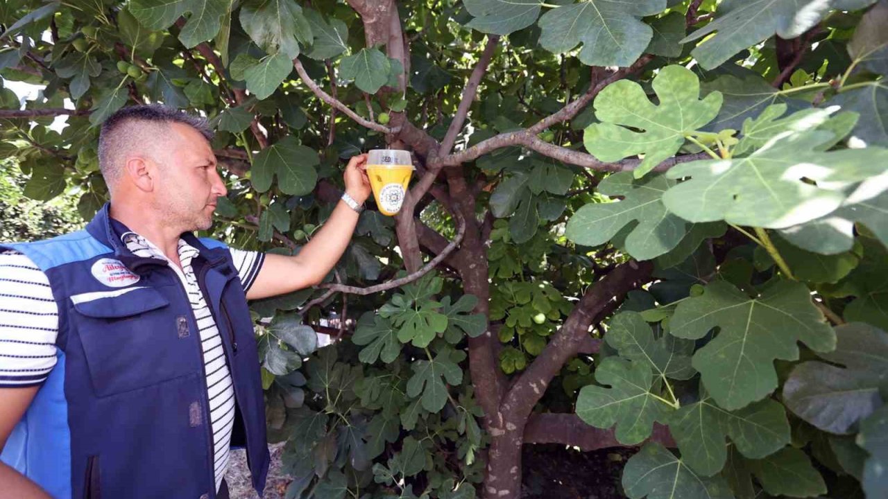 Akdeniz Meyve Sineği mücadelesi başladı