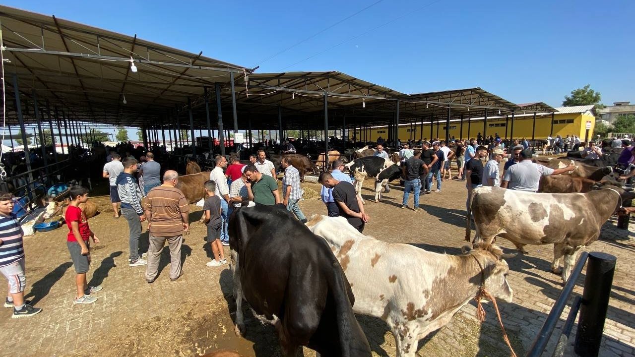Aydın’da hayvan pazarları şap hastalığı tedbirleri kapsamında kapatıldı