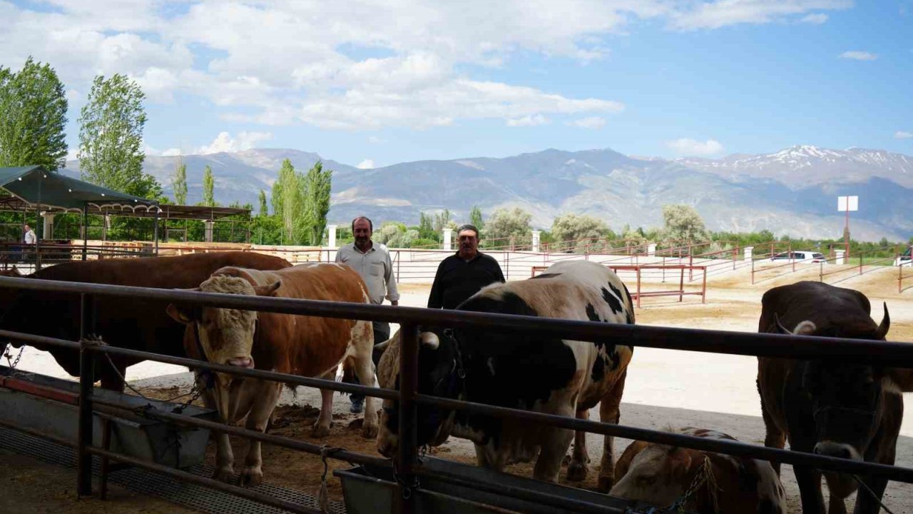Hayvan pazarı geçici süreyle kapatıldı