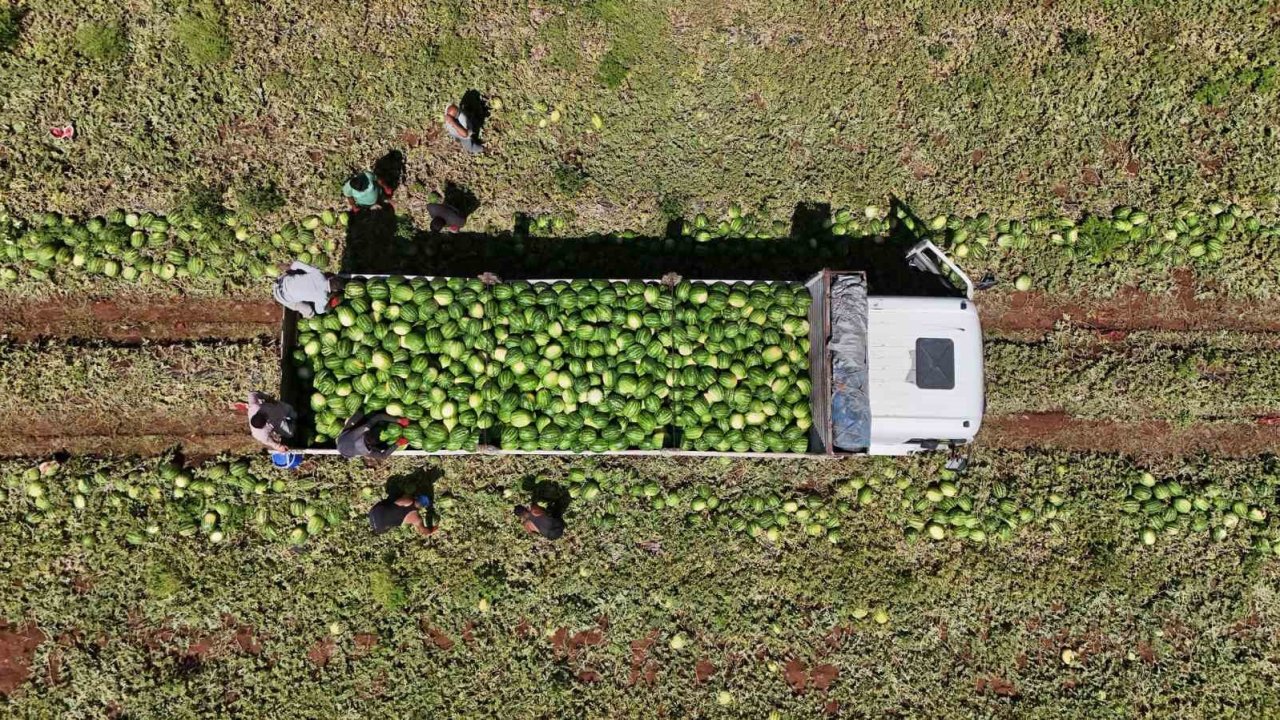 Diyarbakır karpuzunda hasat devam ediyor: Tarlada kilosu 1-2 lira