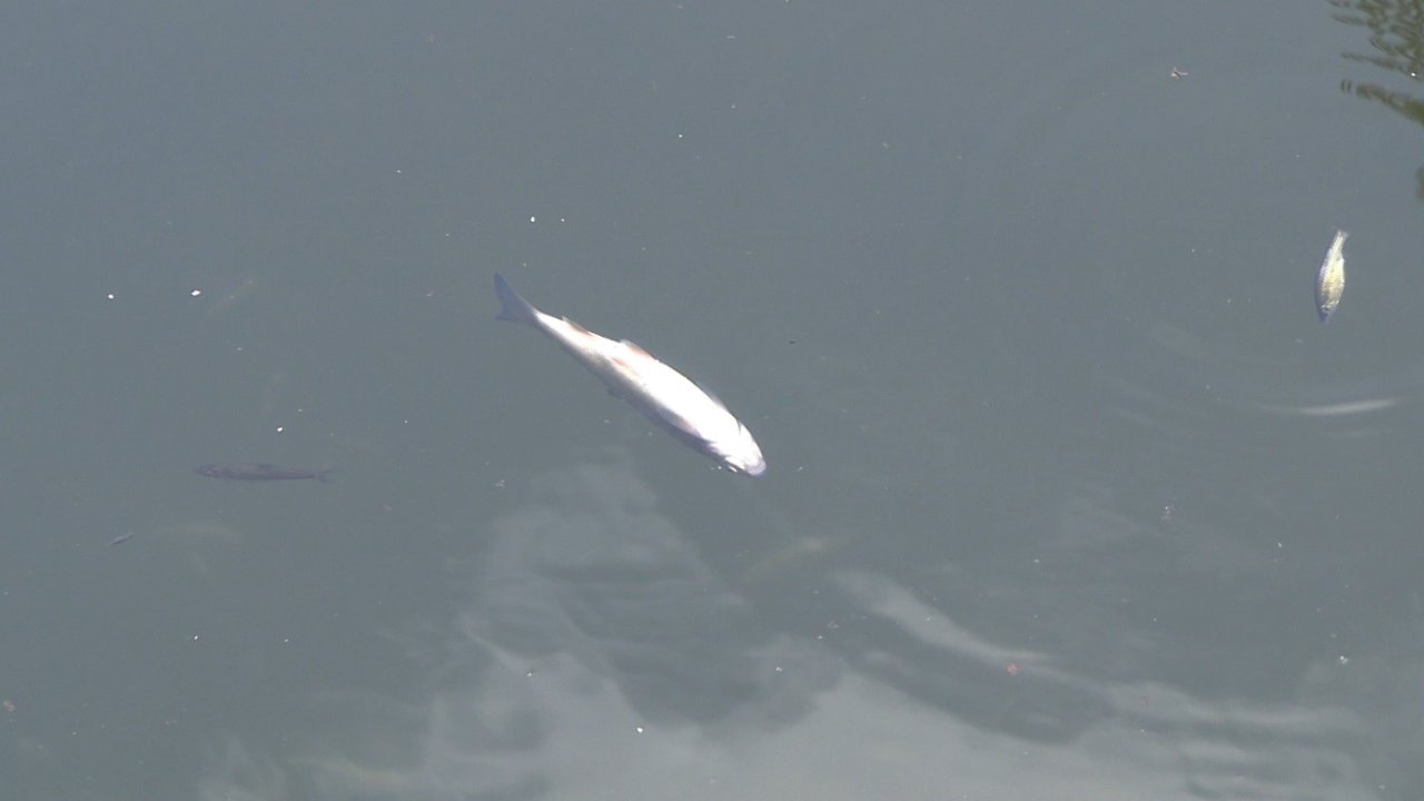 Tavşanlı’da balık ölümleri