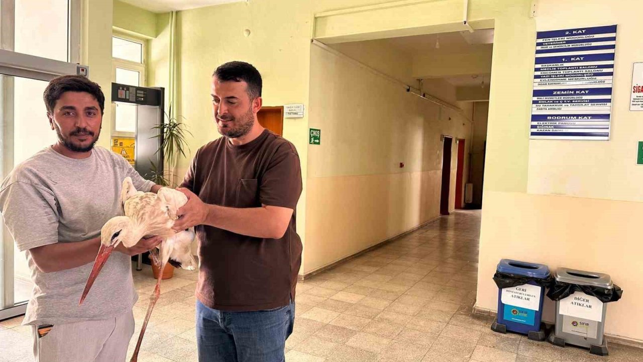 Bingöl’de yaralı leylek koruma altına alındı