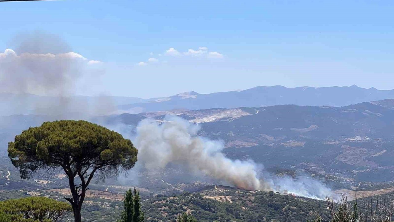 Çine’de zeytinlik alanda yangın çıktı