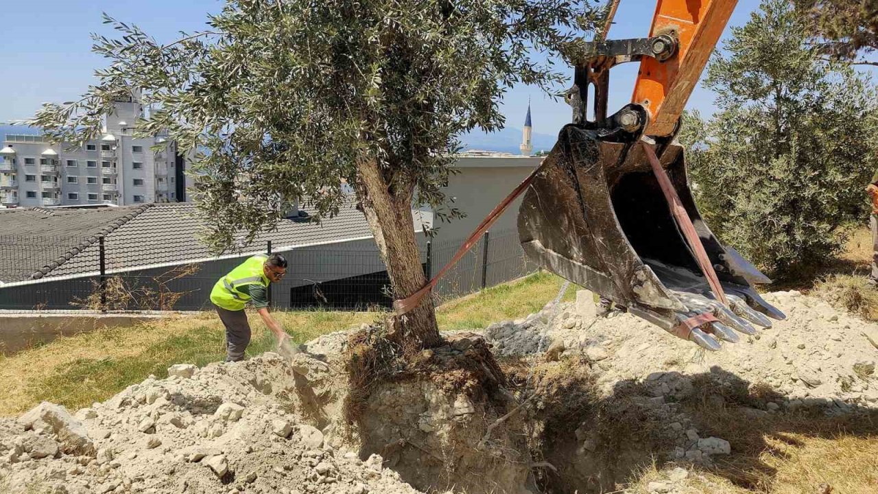 Kuşadası Belediyesi zeytin ağaçlarını yaşatıyor