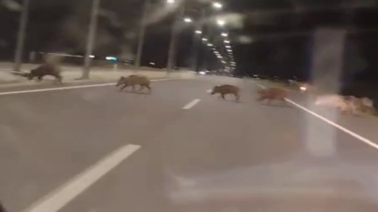 Kara yoluna çıkan yaban domuzları sürücülerin korkulu rüyası