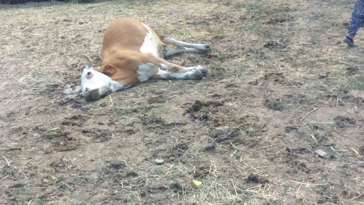 Kastamonu’da 3 büyükbaş hayvan dereden su içtikten sonra telef oldu