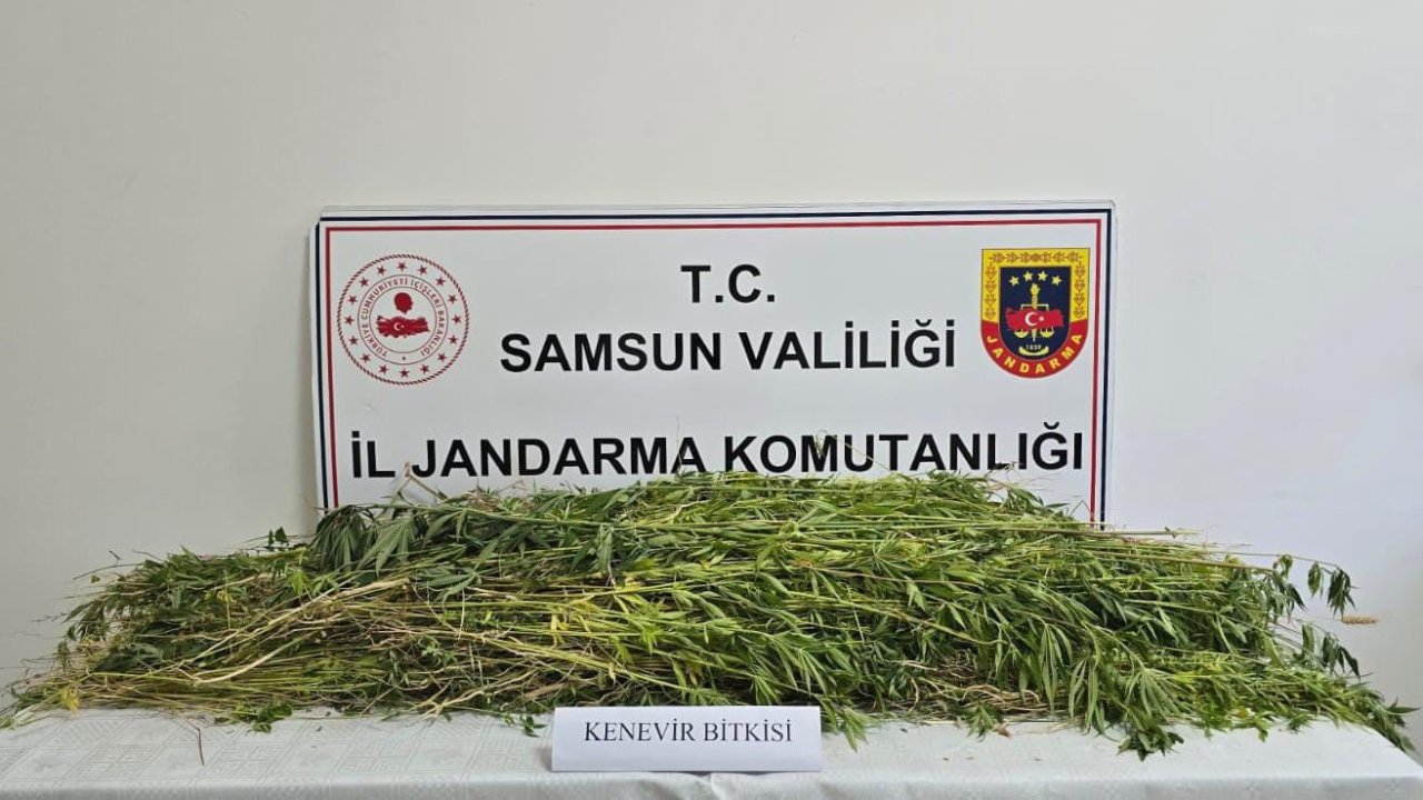 Samsun’da 5 bin 608 kök kenevir bitkisi ele geçirildi
