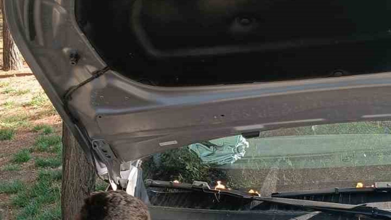 Batman’da otomobilin motoruna sıkışan kediyi itfaiye kurtardı