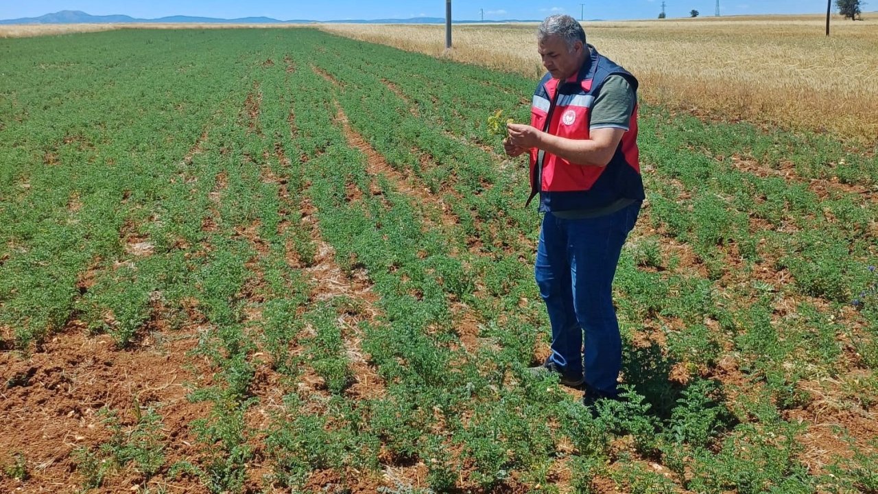 Çavdarhisar’da nohut tarlalarının kontrolleri yapıldı