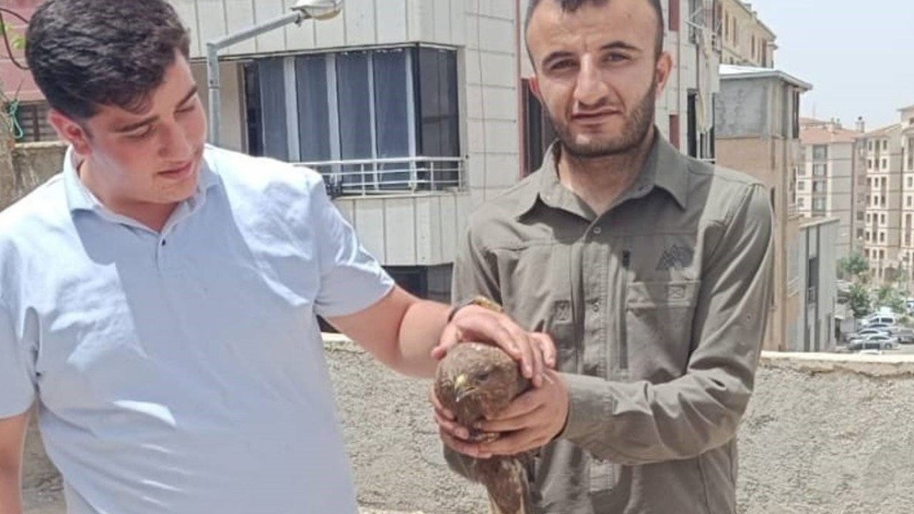 Şırnak’ta yaralı şahinler tedavi altına alındı