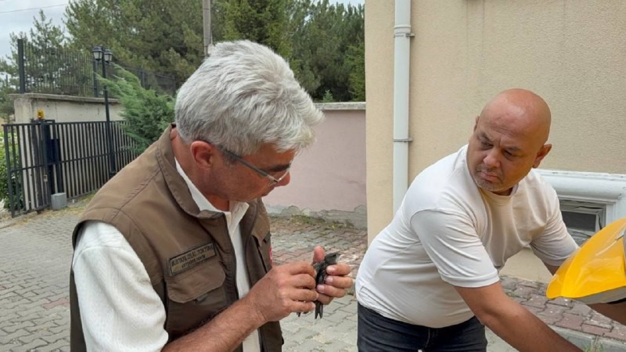 Karabük’te bitkin halde bulunan ebabil kuşu tedavi altına alındı