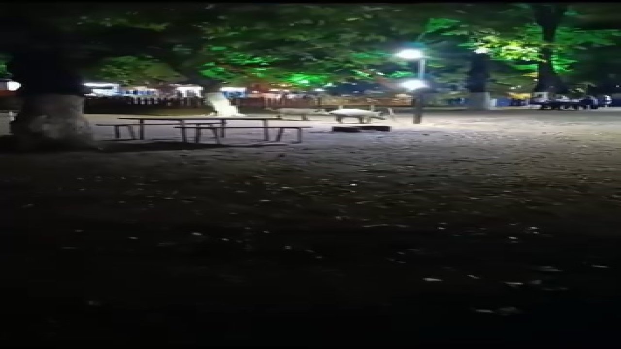 Aç kalan domuzlar, piknik alanında görüntülendi