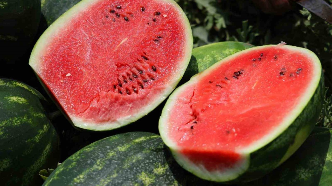 Tarladaki karpuz için öneri: "Belediyeler hasat edip ücretsiz dağıtsın"