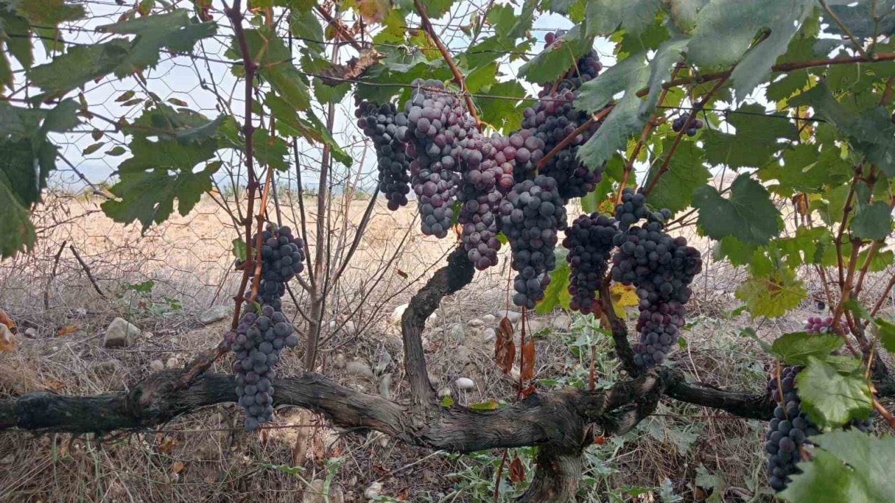 Osmancık karası üzümü, Türkiye Tohum Gen Bankasına kaydedildi