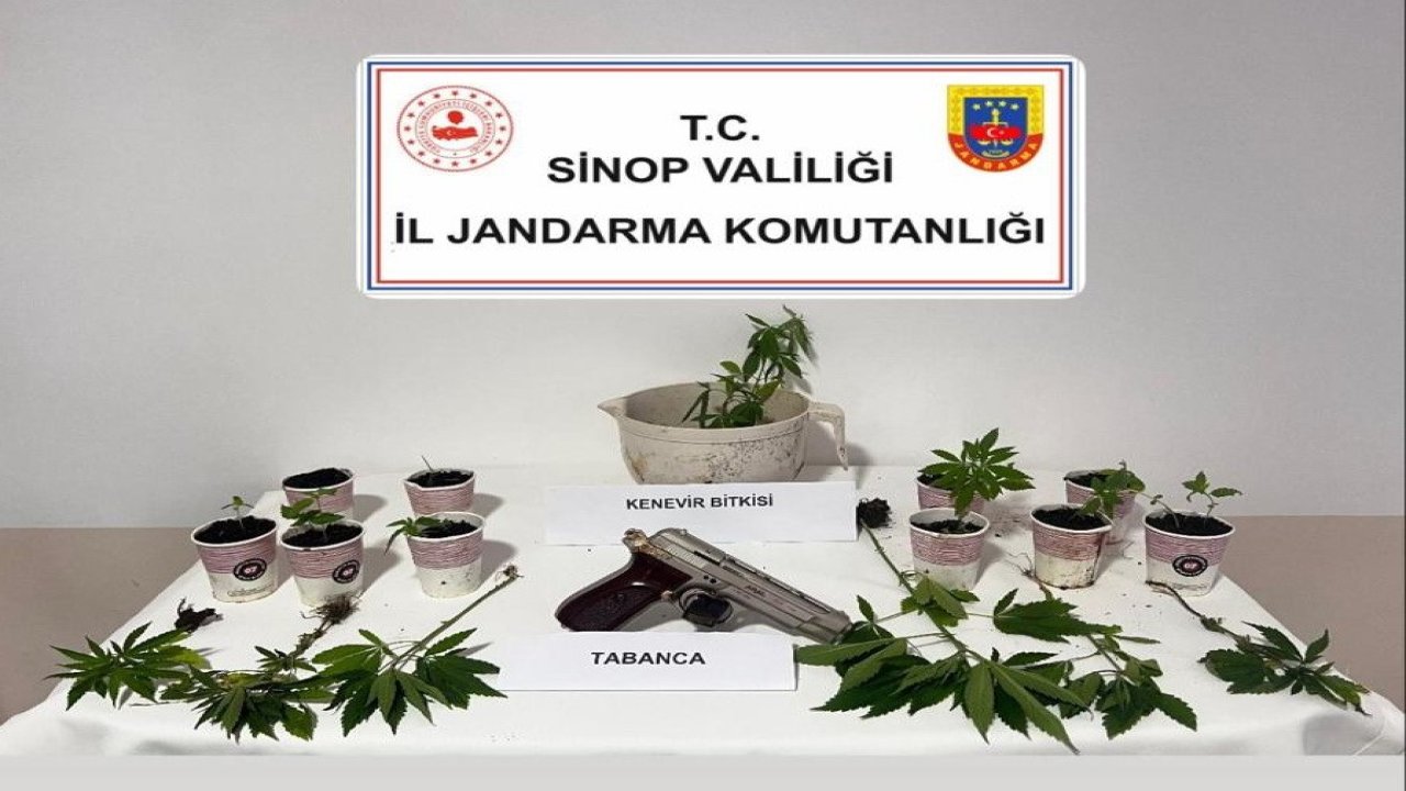 Sinop’ta jandarmadan kenevir operasyonu: 4 şüpheliye adli işlem
