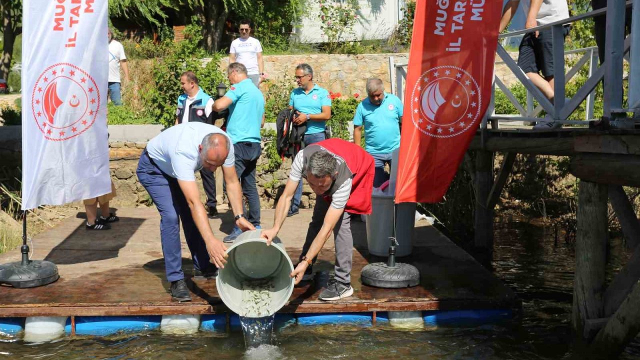 Muğla’da 205 bin sazan yavrusu su kaynaklarına bırakıldı