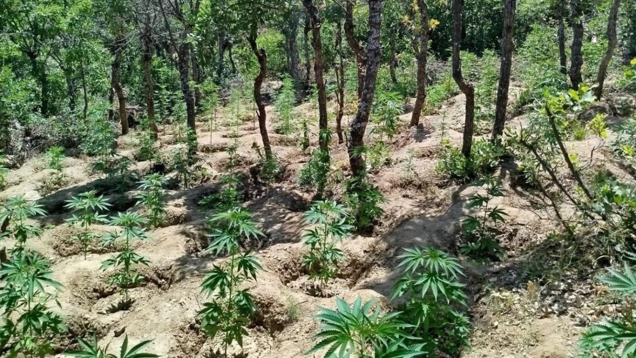 Bingöl’de yaklaşık 6 bin kök kenevir bitkisi ele geçirildi