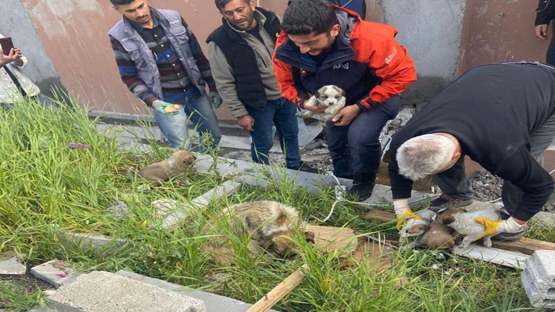 Kars’ta soba bacasına düşen yavru köpekler kurtarıldı