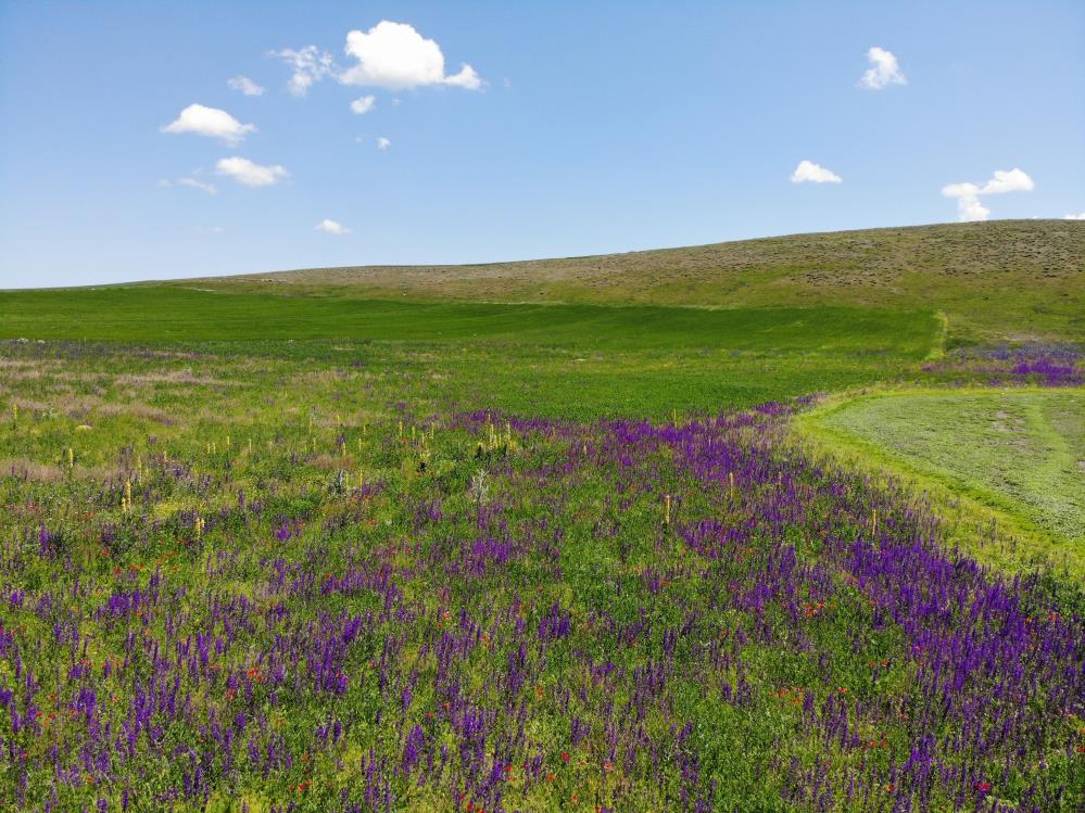 Kars rengarenk çiçek açtı