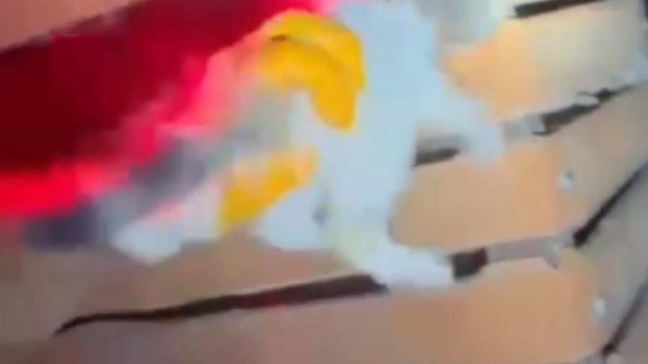 İtfaiyeden gece yarısı kedi kurtarma operasyonu