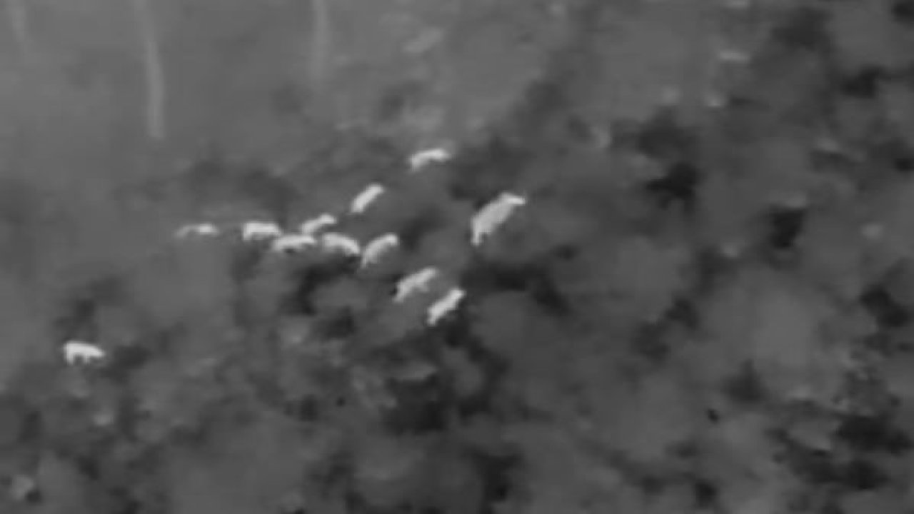 Milli Park’ta yaban domuzlarıyla etkin mücadele devam ediyor