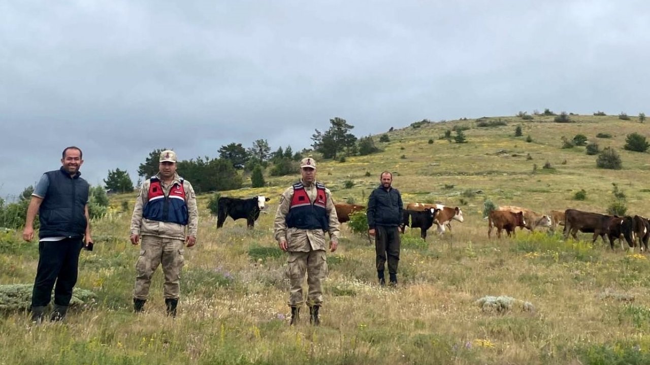 Refahiye’de kaybolan 19 büyükbaş hayvan Giresun il sınırında bulundu