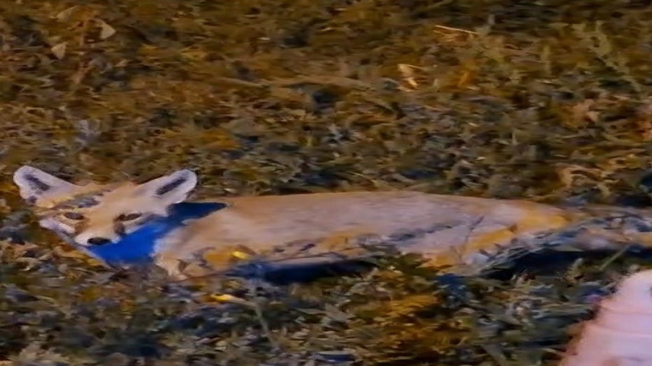 Bayburtlu vatandaşın ürkek tilkiyle imtihanı: Aç tilkinin karnını uzun uğraşlar sonunda doyurdu