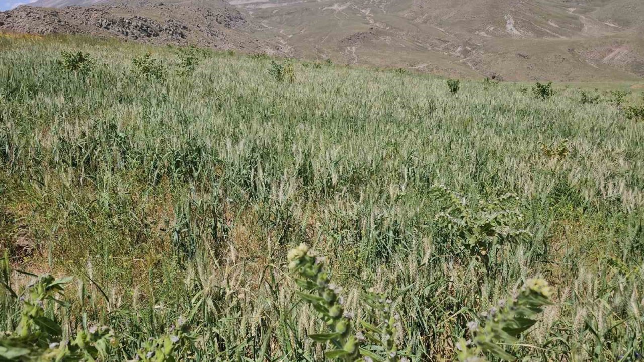 Adilcevaz’da aşırı soğuktan dolayı buğday başakları boş kaldı