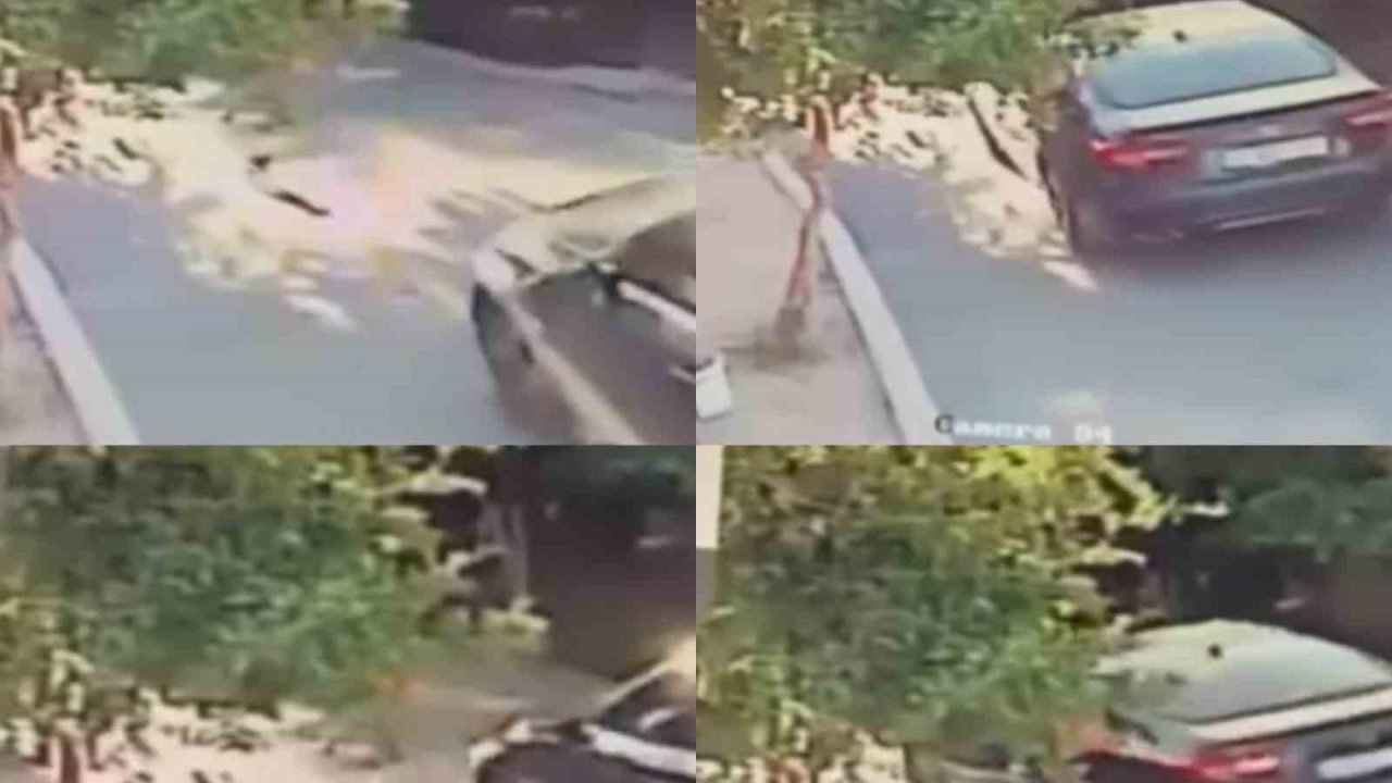 Aracın üzerinden geçtiği köpek telef oldu