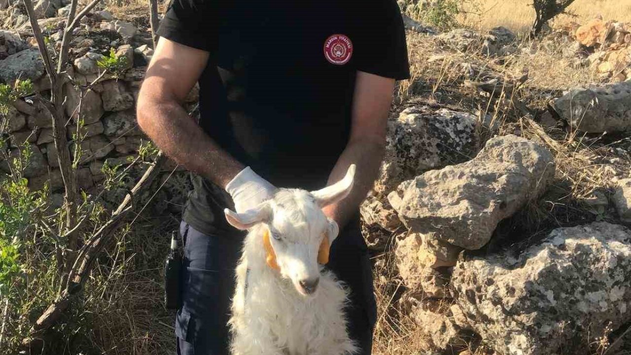 Mardin’de kuyuya düşen keçi kurtarıldı