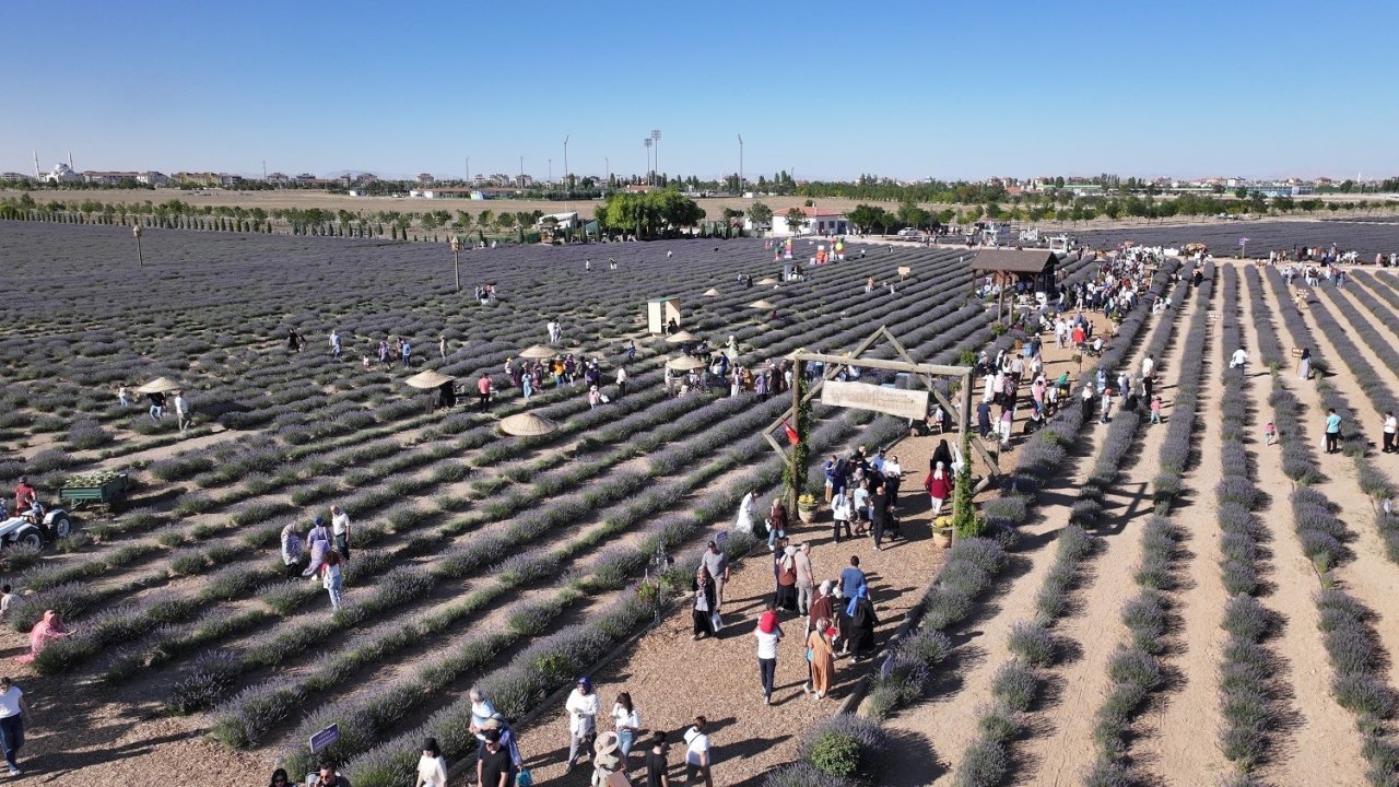 Türkiye’nin en büyük Lavanta Bahçesi’nde festival coşkusu
