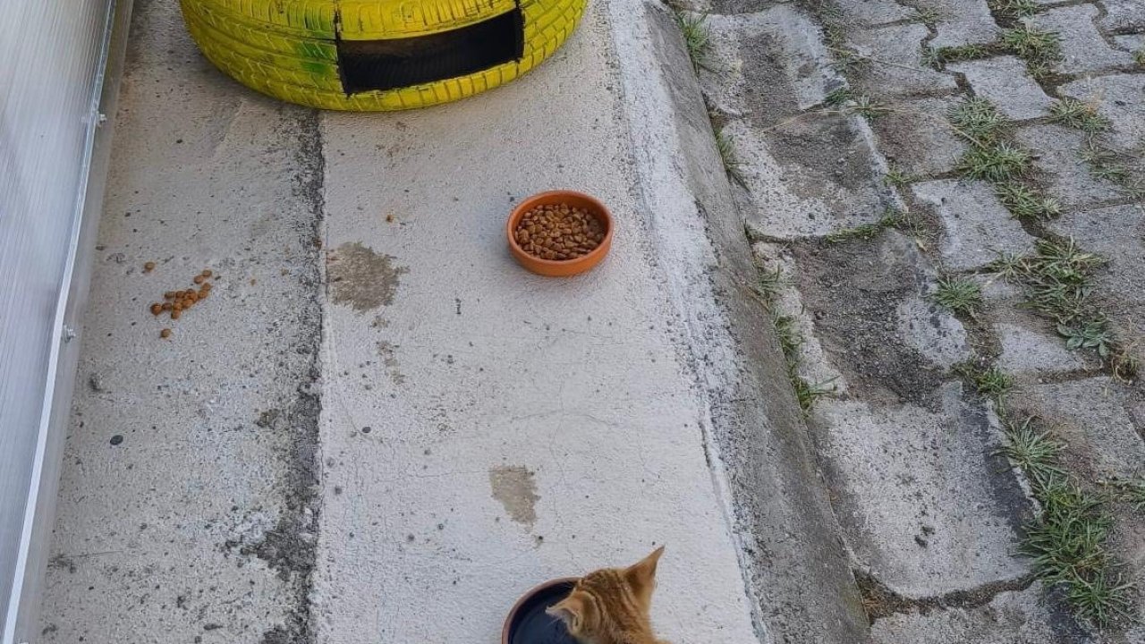 Atıklardan kedilere sıcak yuva