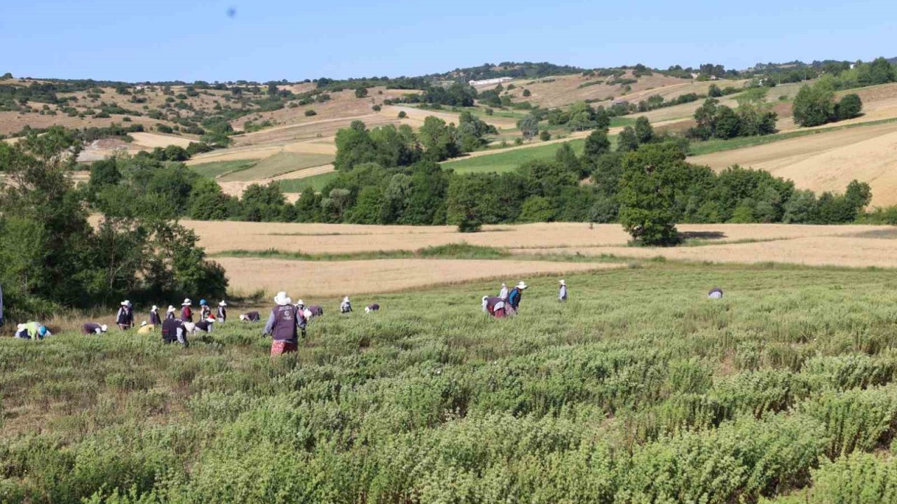 Kekik hasadı başladı, kullanım alanı çok fazla