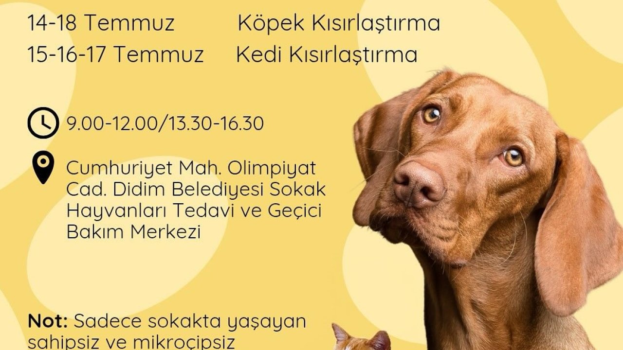 Didim Belediyesi’nden sokak hayvanlarına ücretsiz kısırlaştırma hizmeti