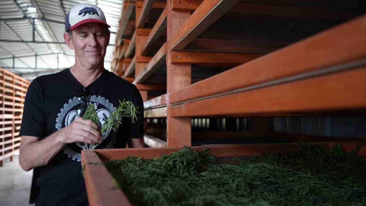 Coğrafi işaretli Bayburt tarhununa Amerika’dan talip çıktı;: Yetiştirilen bütün tarhunlar Amerika’ya ihraç edilecek