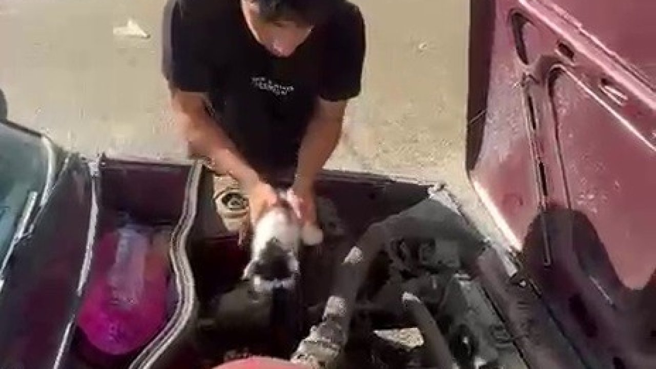 Yavru kedi otomobilin motor bölümünde sıkıştı