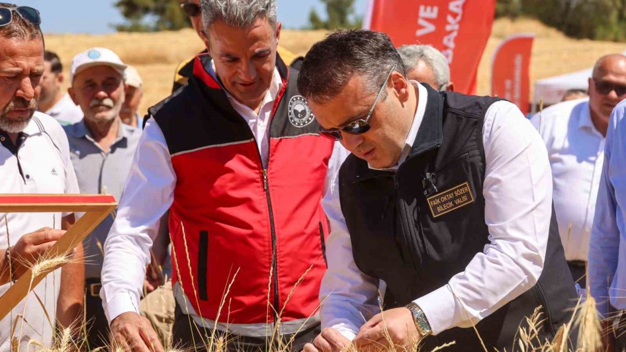 Bilecik’te bu yıl 75 bin 104 ton buğday hasadı yapılacak