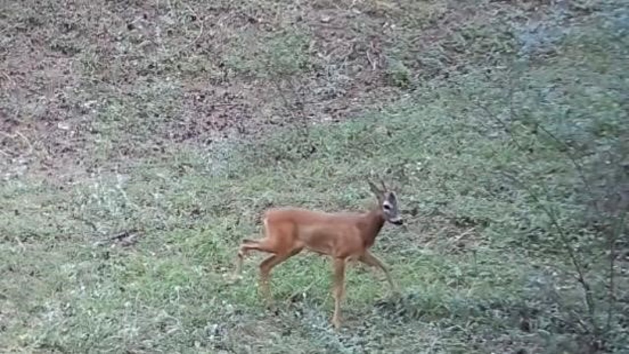 Çankırı’da yaban hayatı fotokapanda