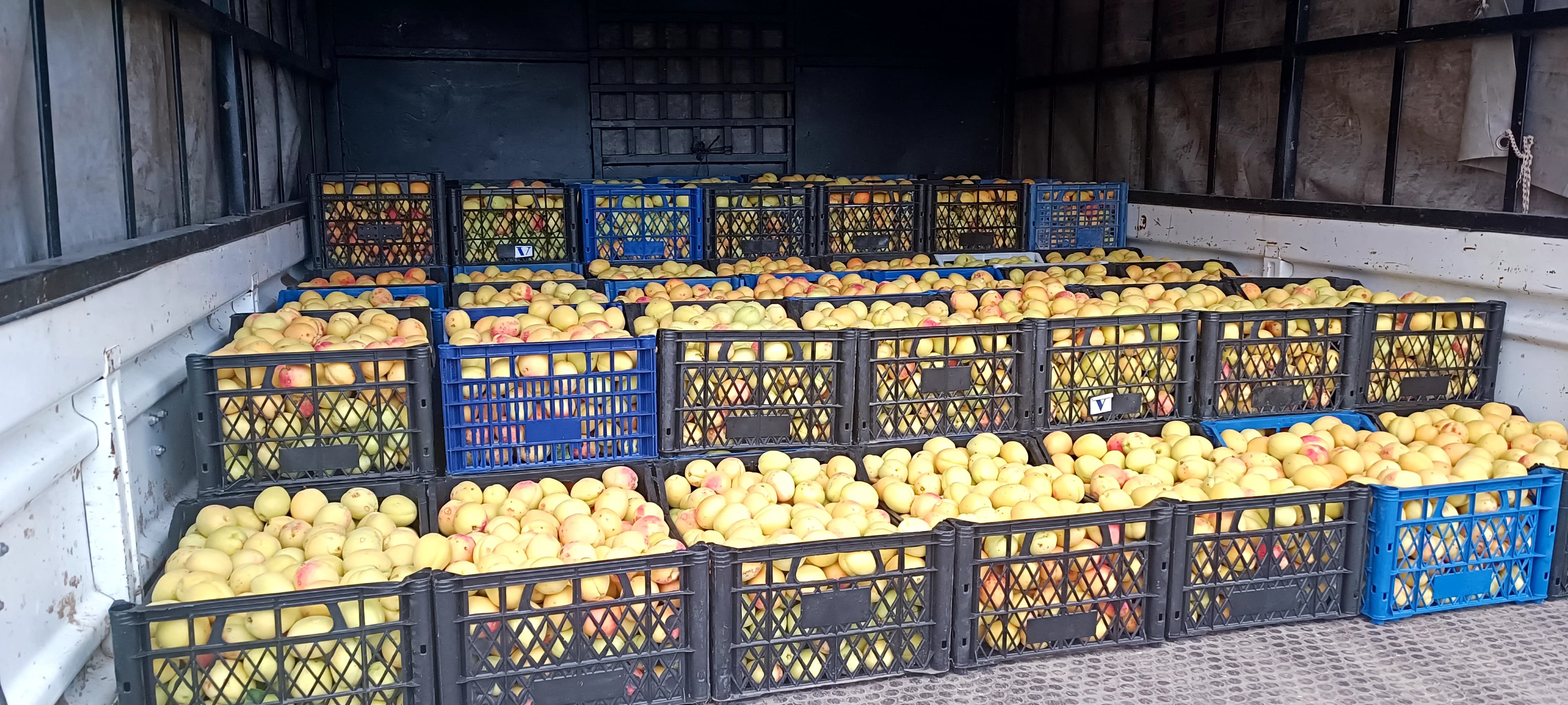 Komisyoncular kayısı üreticisini mağdur ediyor