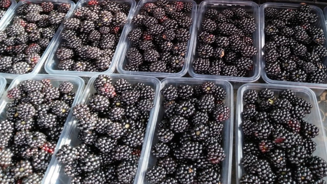 Antioksidan zengini böğürtlen vitamin ve mineral kaynağı