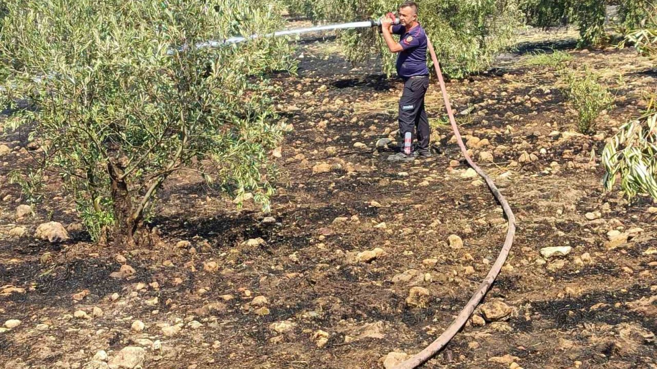 Zeytinlikte çıkan yangın hızlı müdahale ile söndürüldü