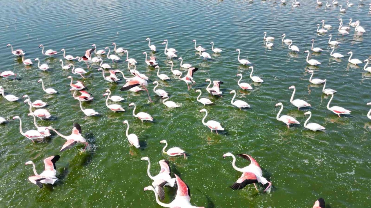 Eber Gölü’nün geçici ev sahipleri allı turnalar havadan görüntülendi