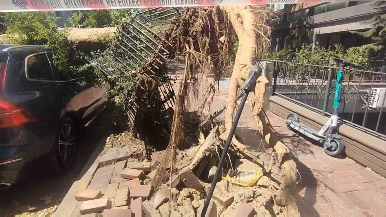 Şişli’de park halindeki araçların üzerine ağaç devrildi