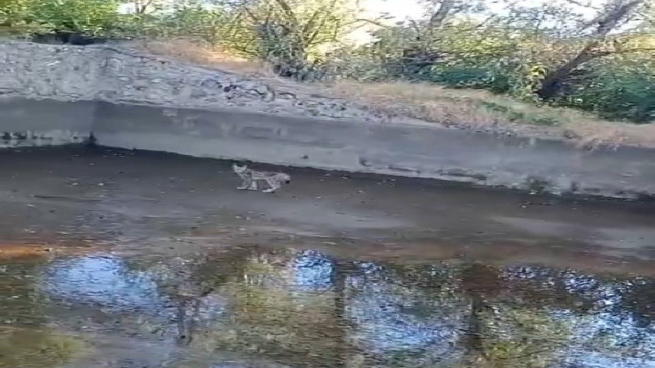 Nesli tehdit altındaki vaşak Elazığ’da görüntülendi